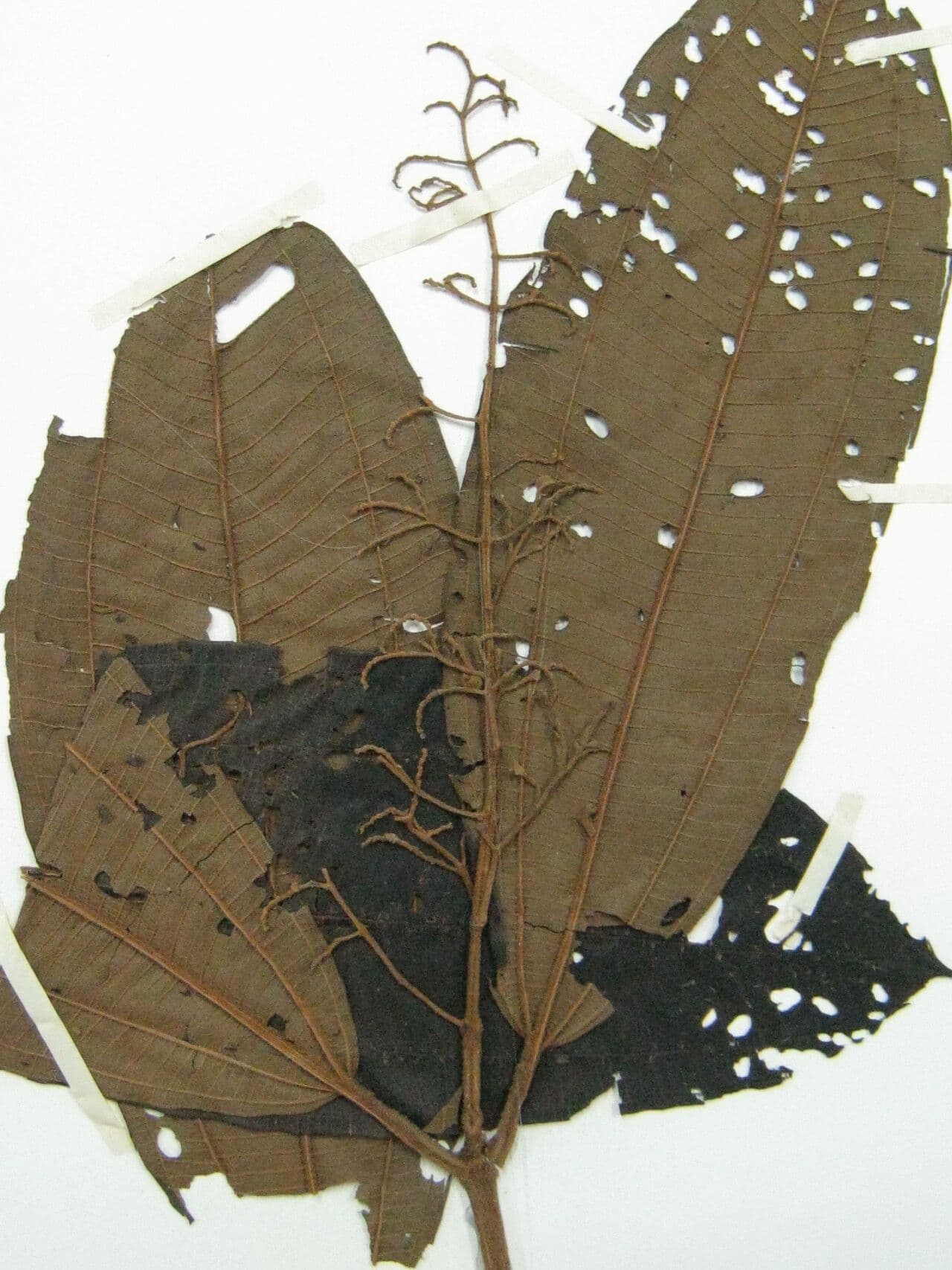 Miconia 4