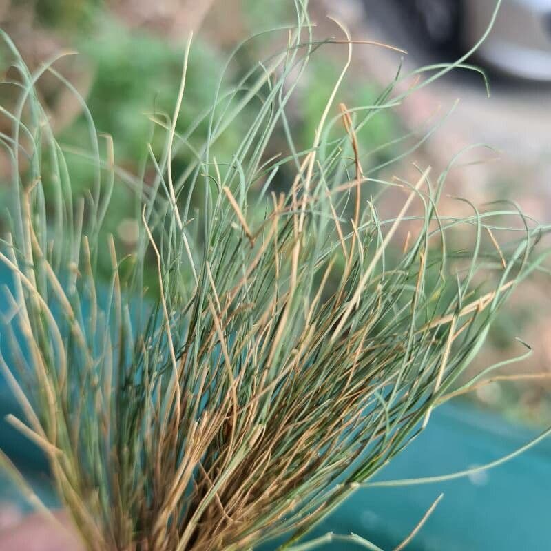 Festuca 2