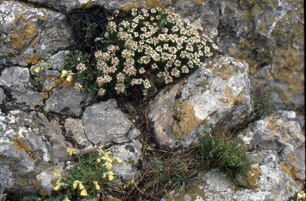 Felsen-Schiffchen 15