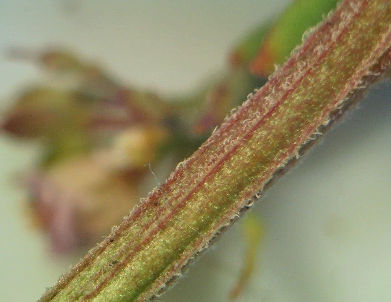 Iberis procumbens 21
