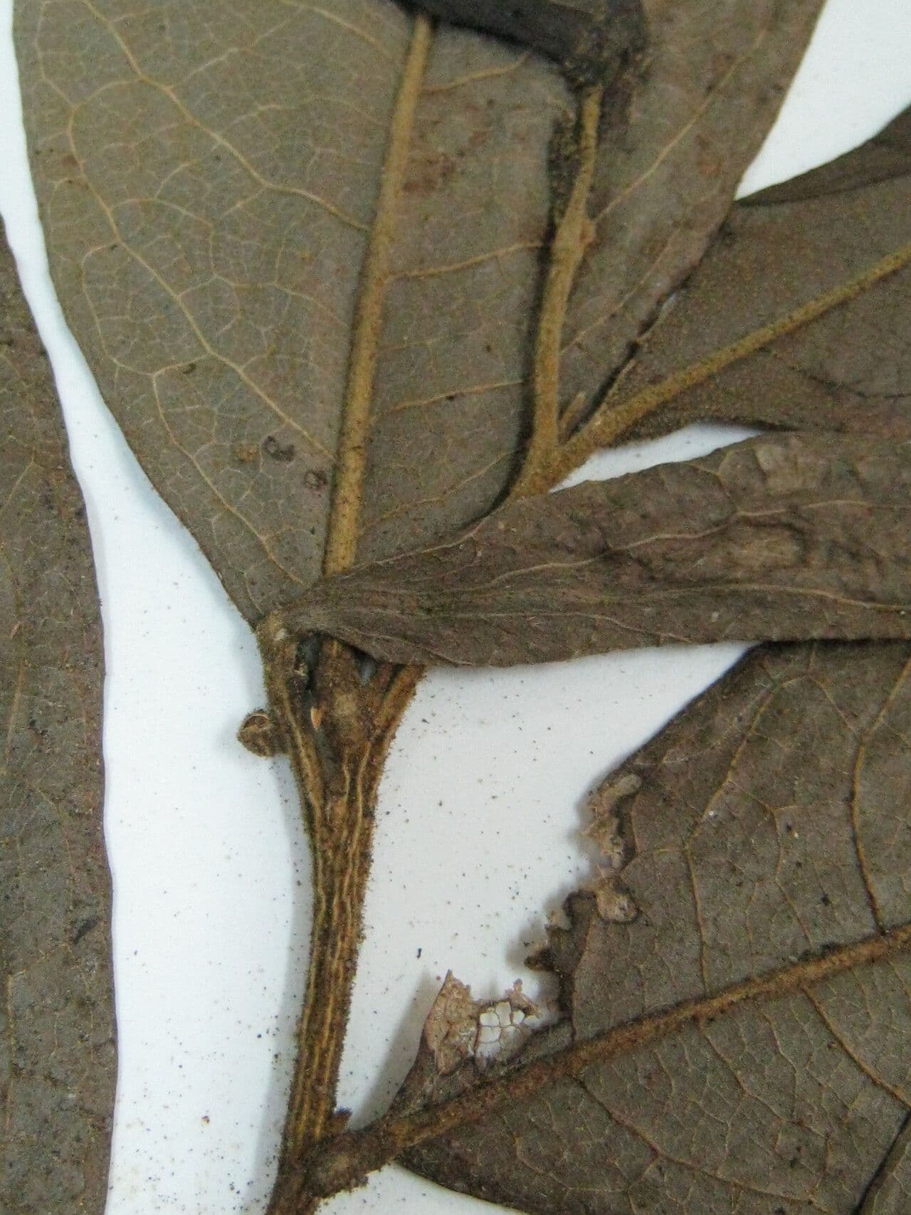 Duguetia 11