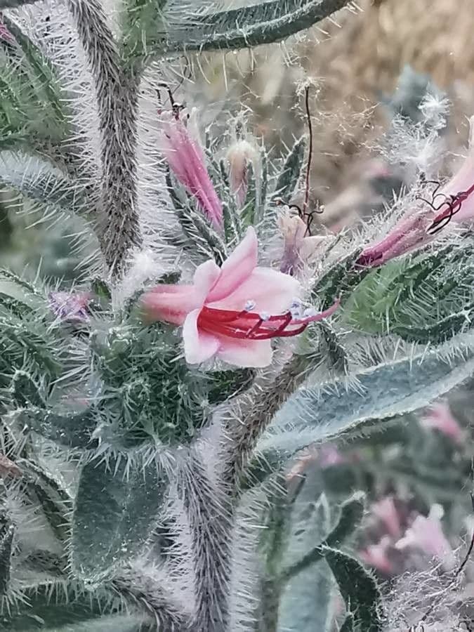 Echium asperrimum 5