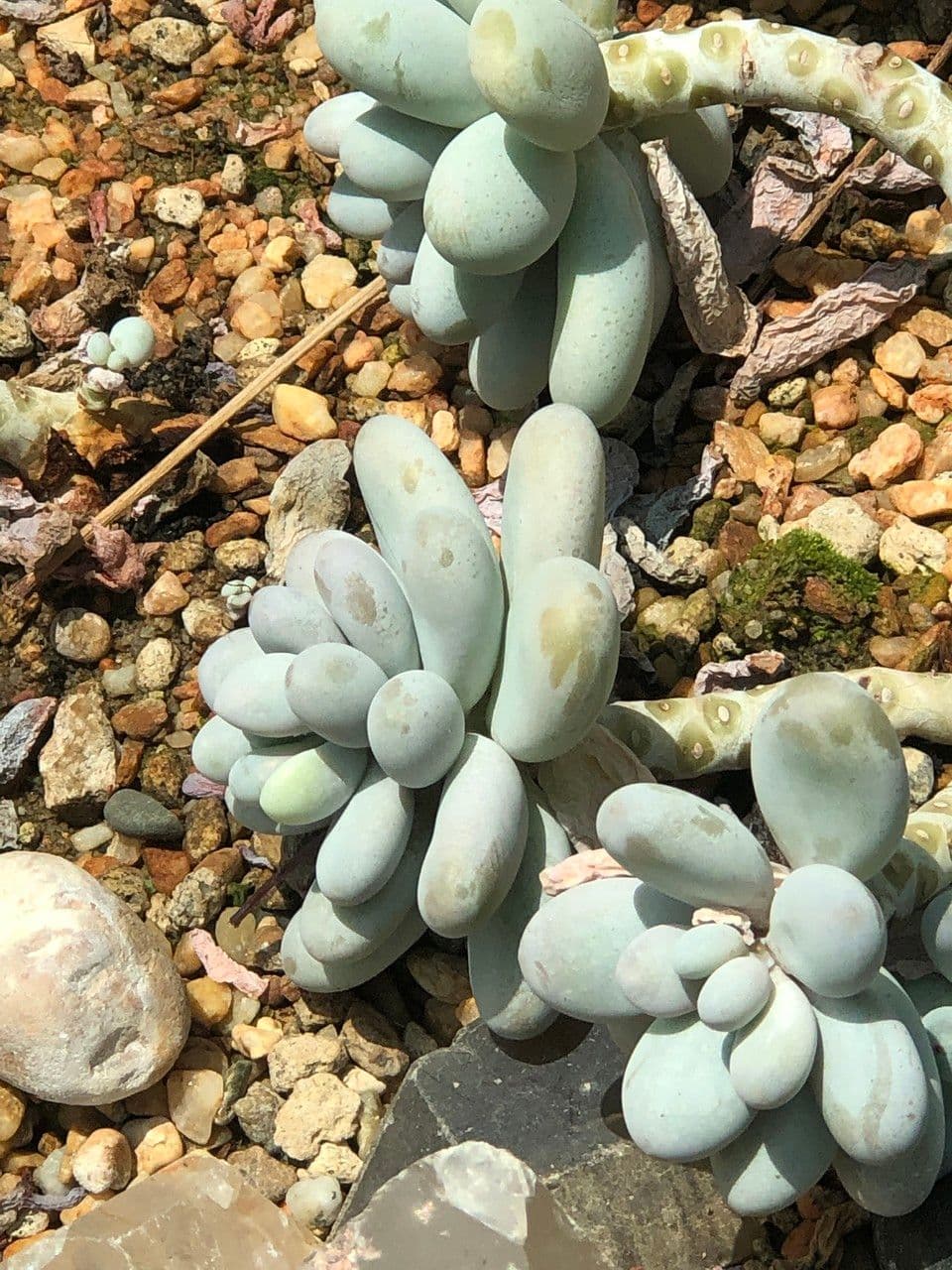 Pachyphytum 2