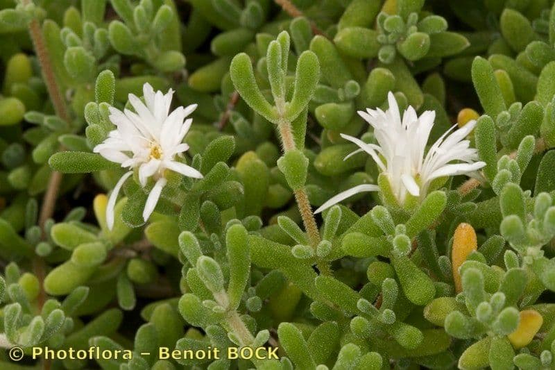 Drosanthemum fleuri 10