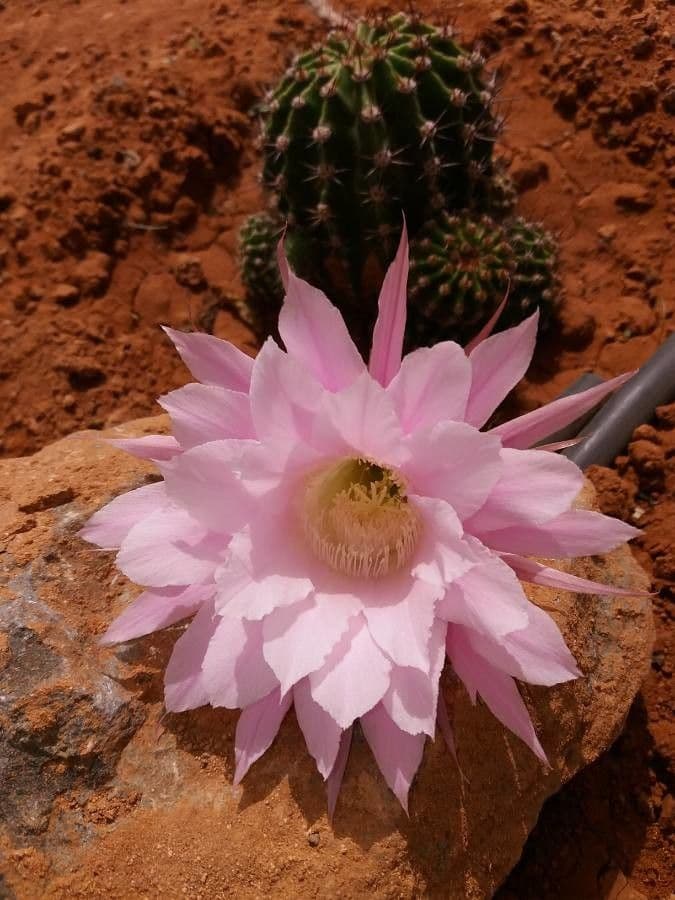 Echinopsis 3