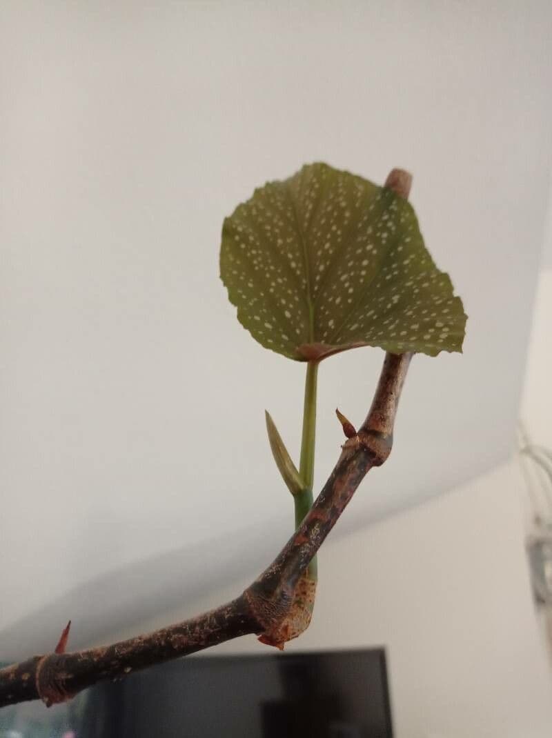 Begonia 13