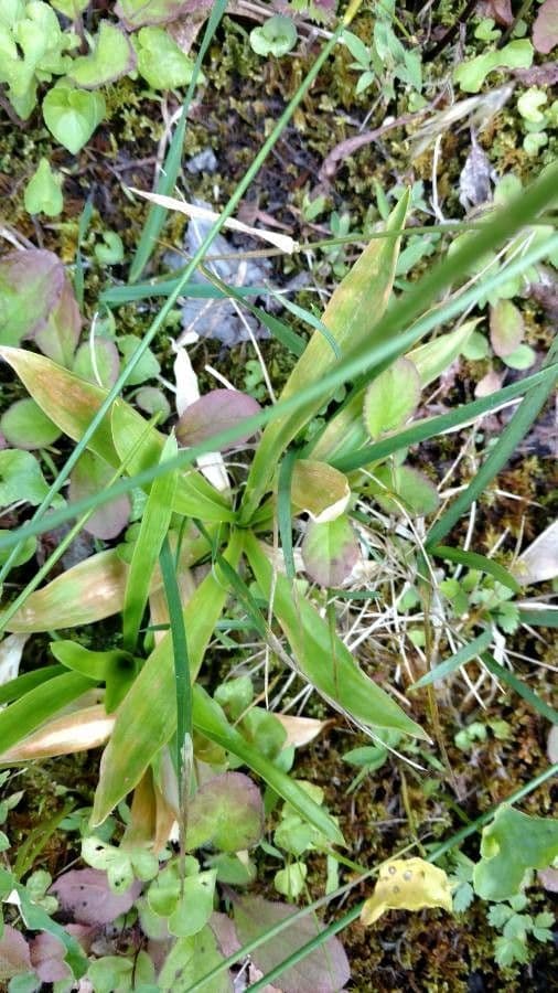 Aletris farinosa 8
