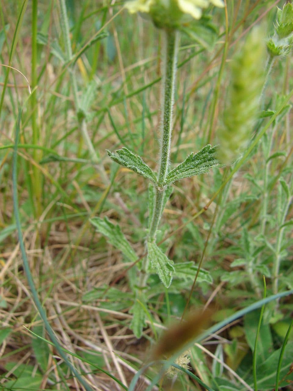 Sideritis 13