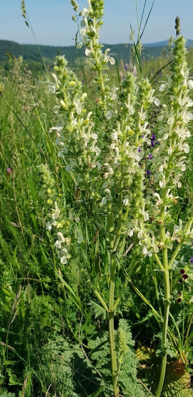 Salvia 11