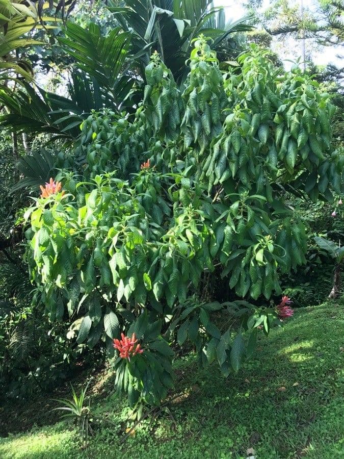 Aphelandra 10