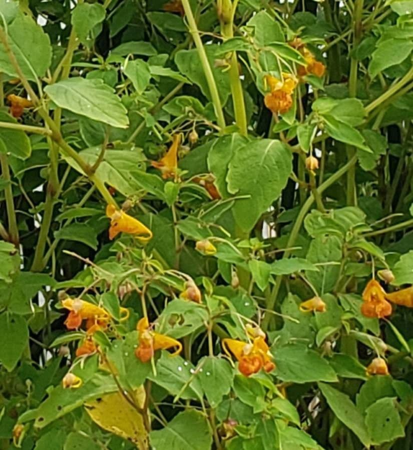 Orangerotes Springkraut 9