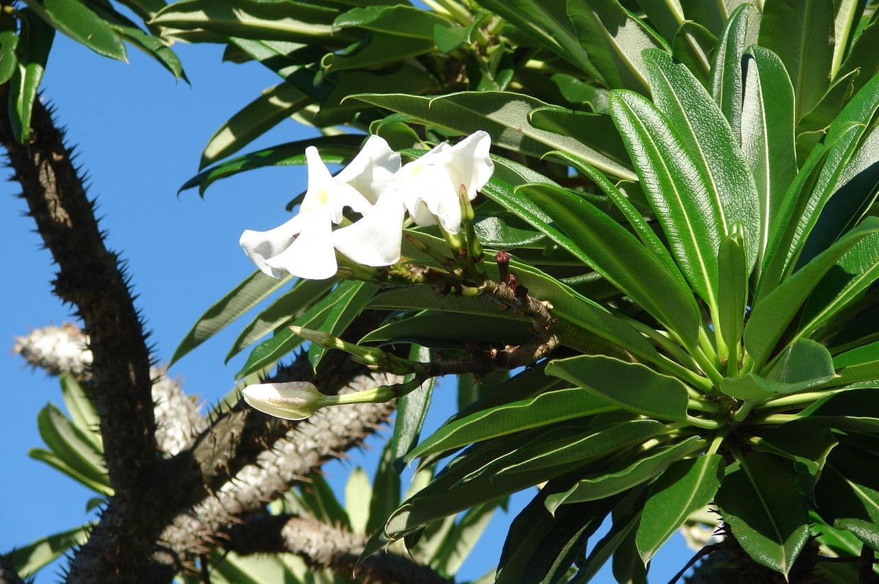 Pachypodium