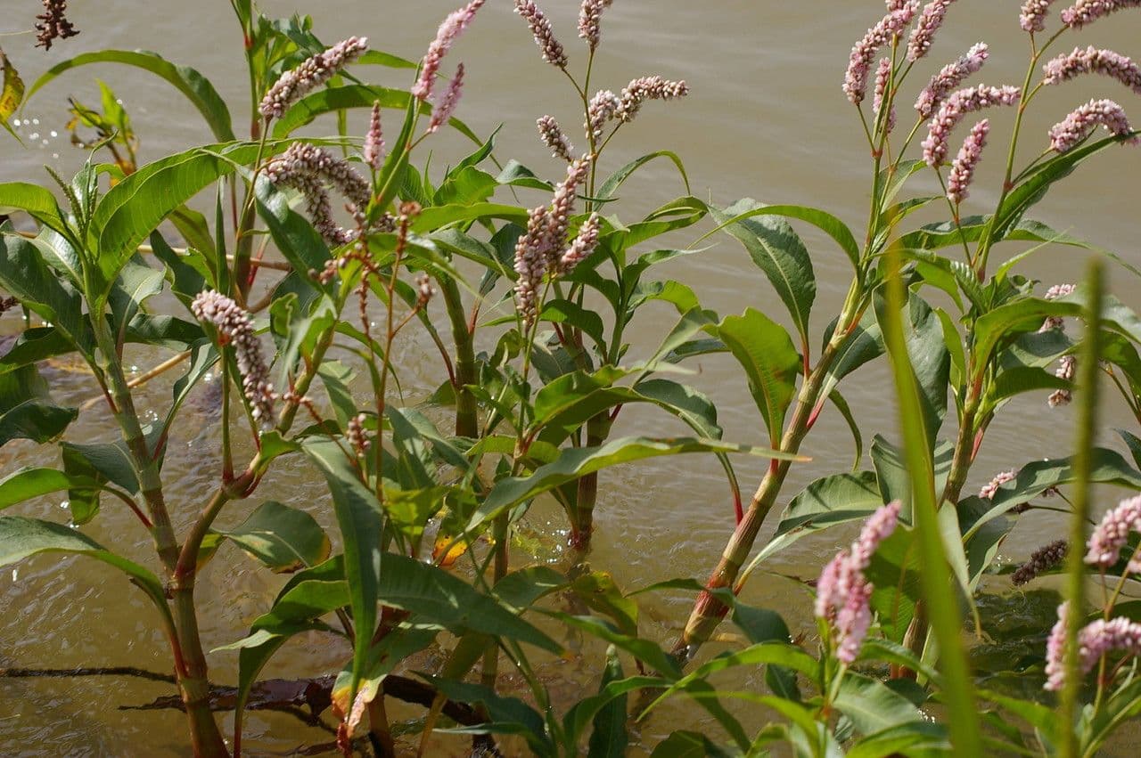 Persicaria 8