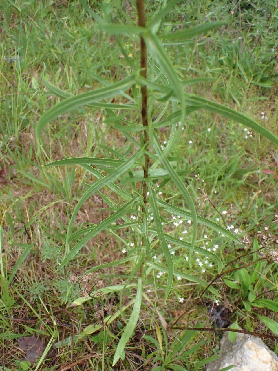 Grindelia 7