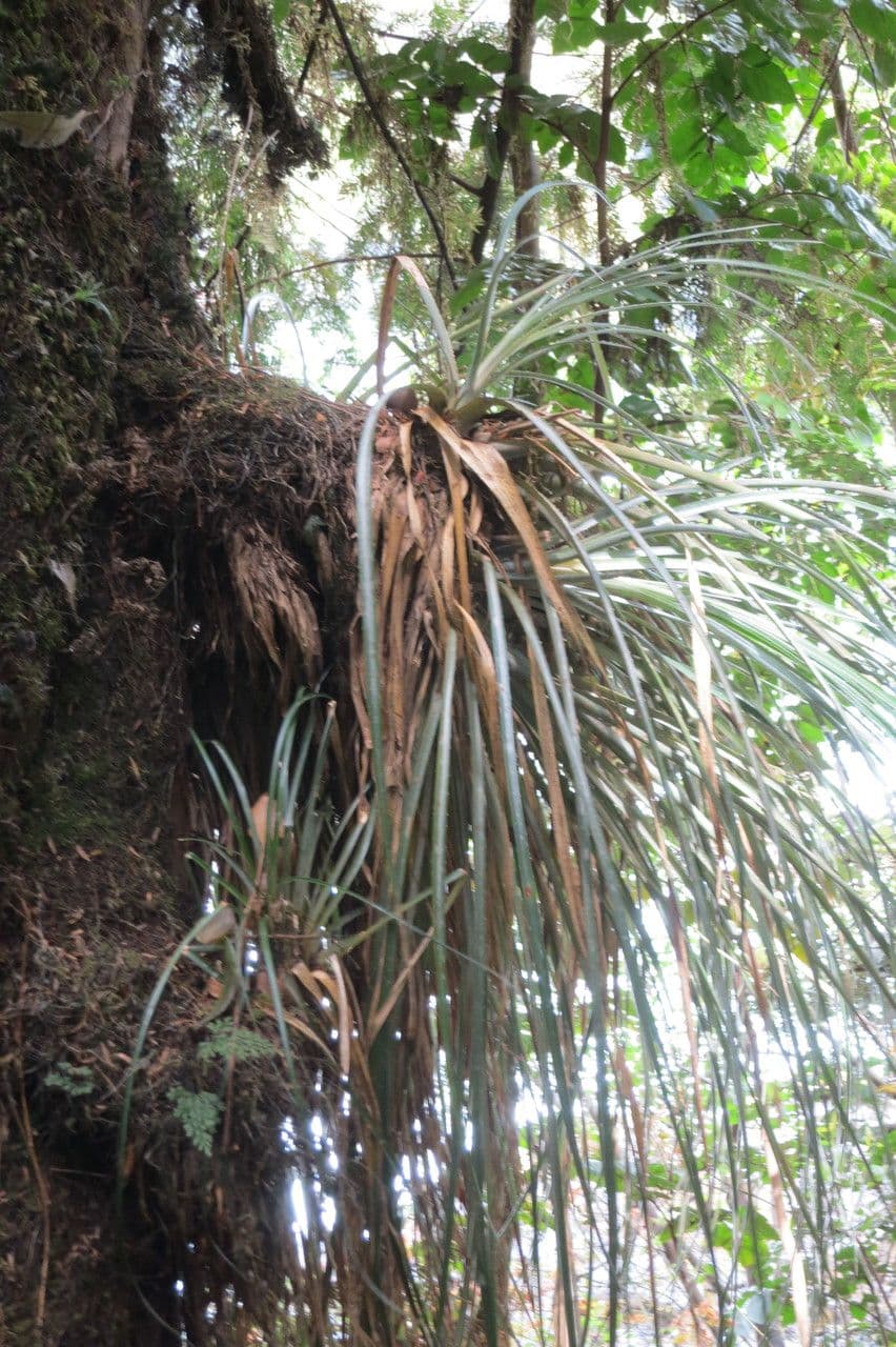 Fascicularia 22