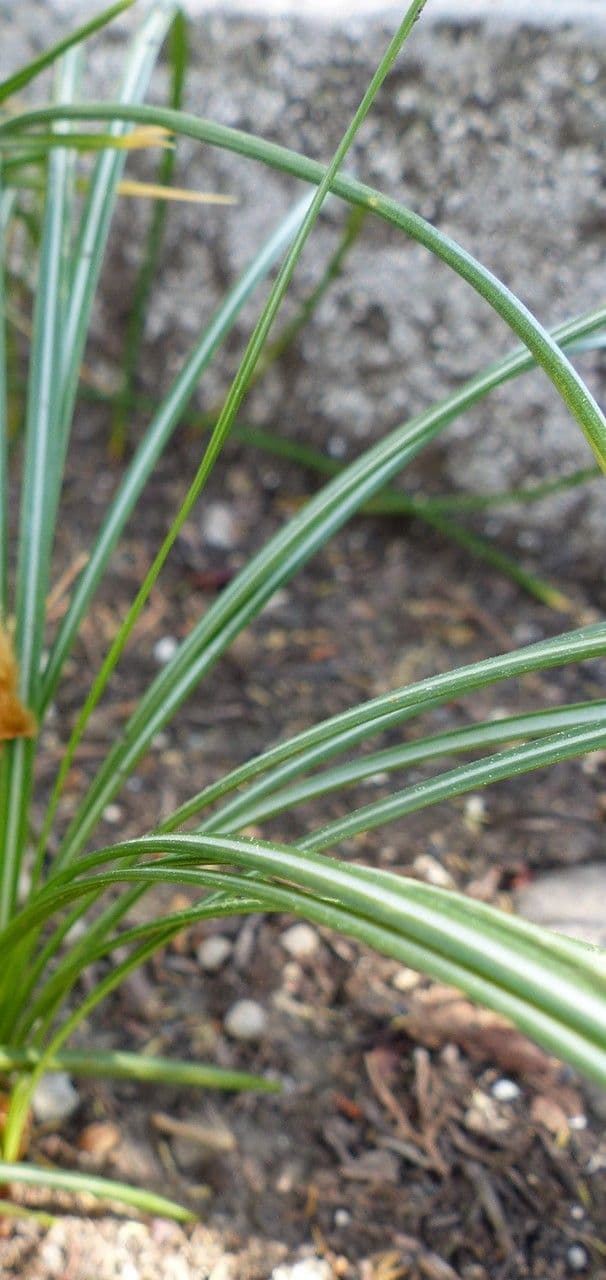 Dolden-Milchstern 19