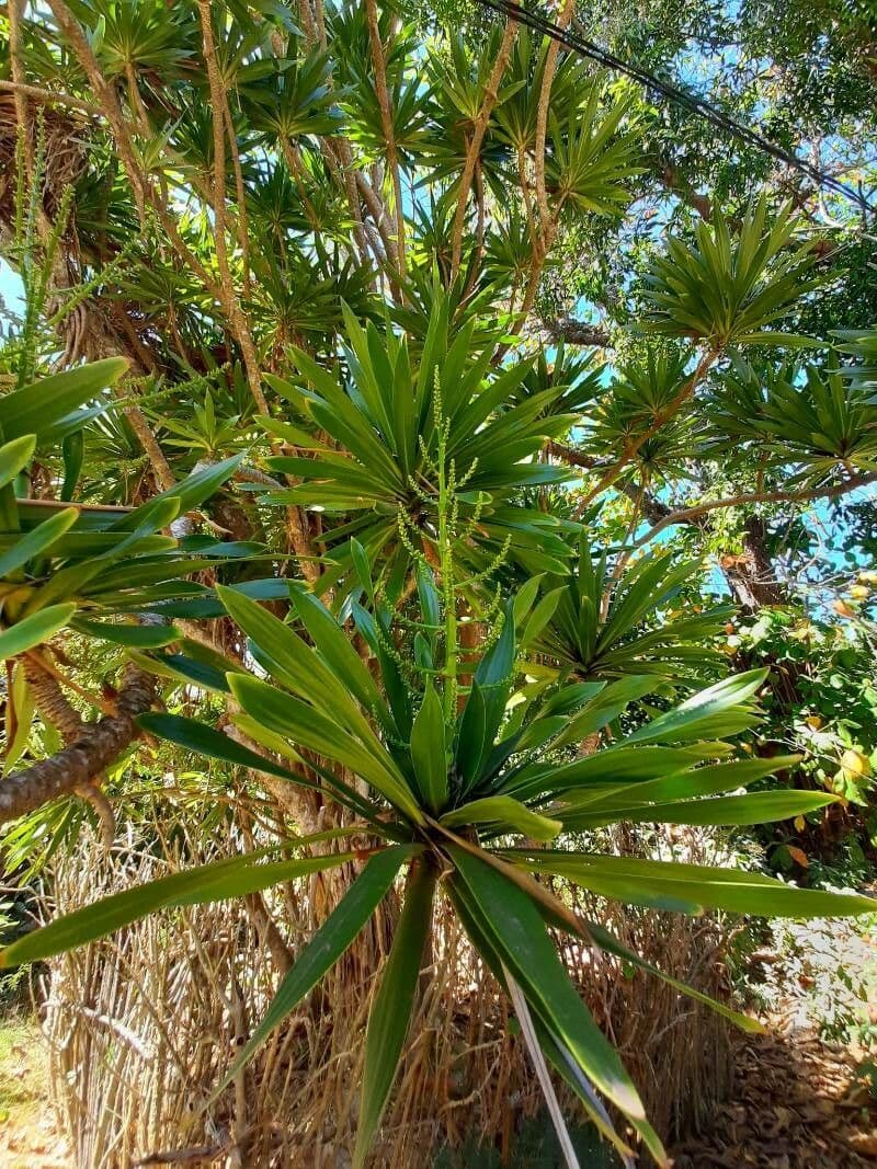 Dracaena 2
