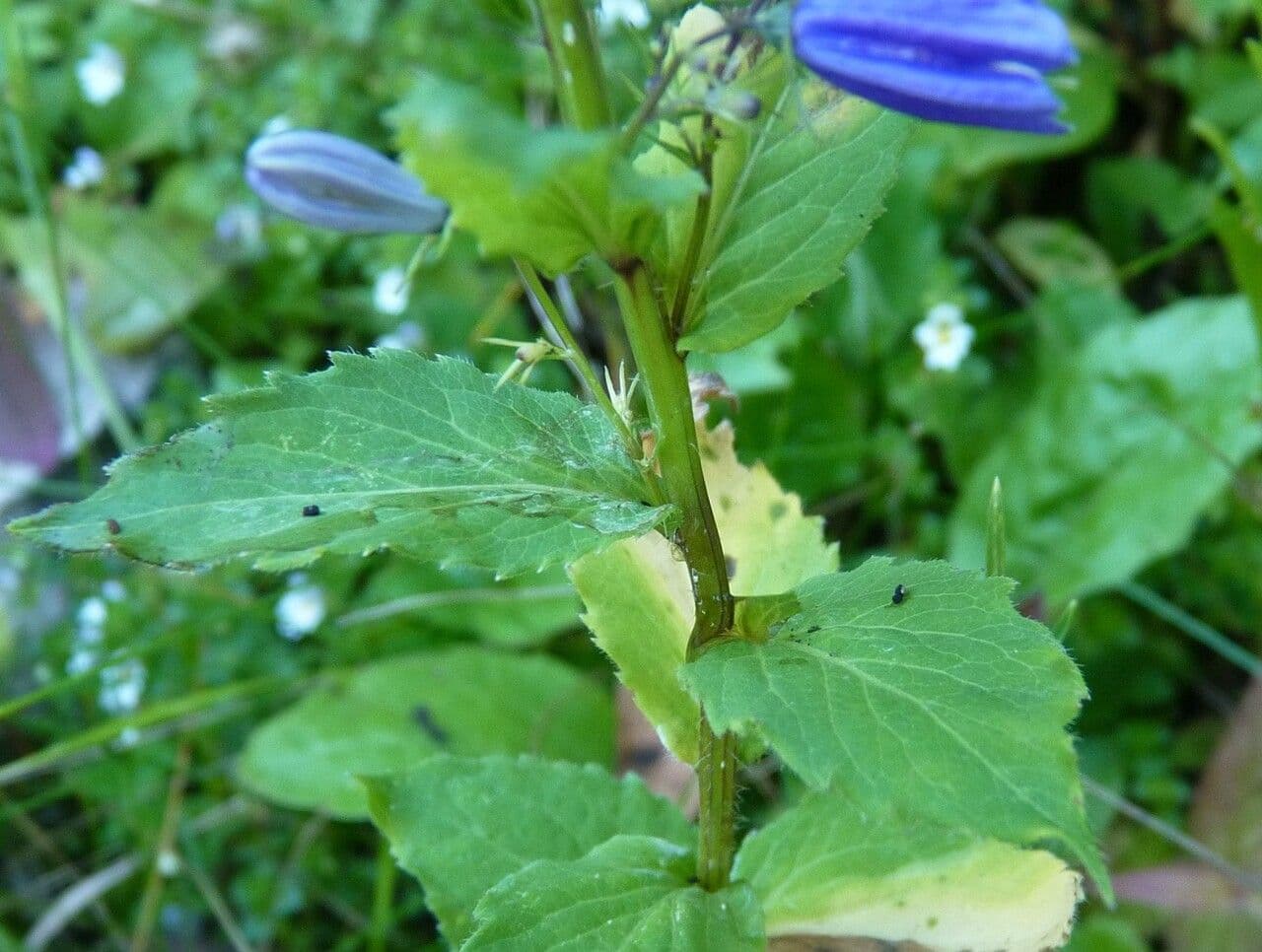 Campanula romboidale 21