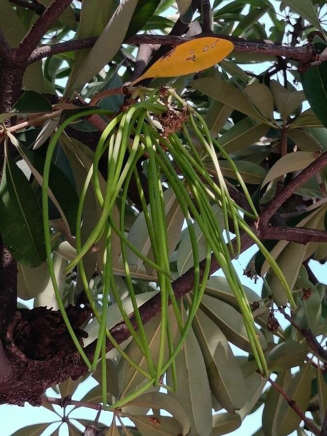 Alstonia 3