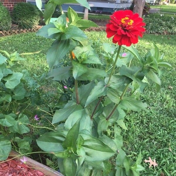 Zinnia di Haage 10