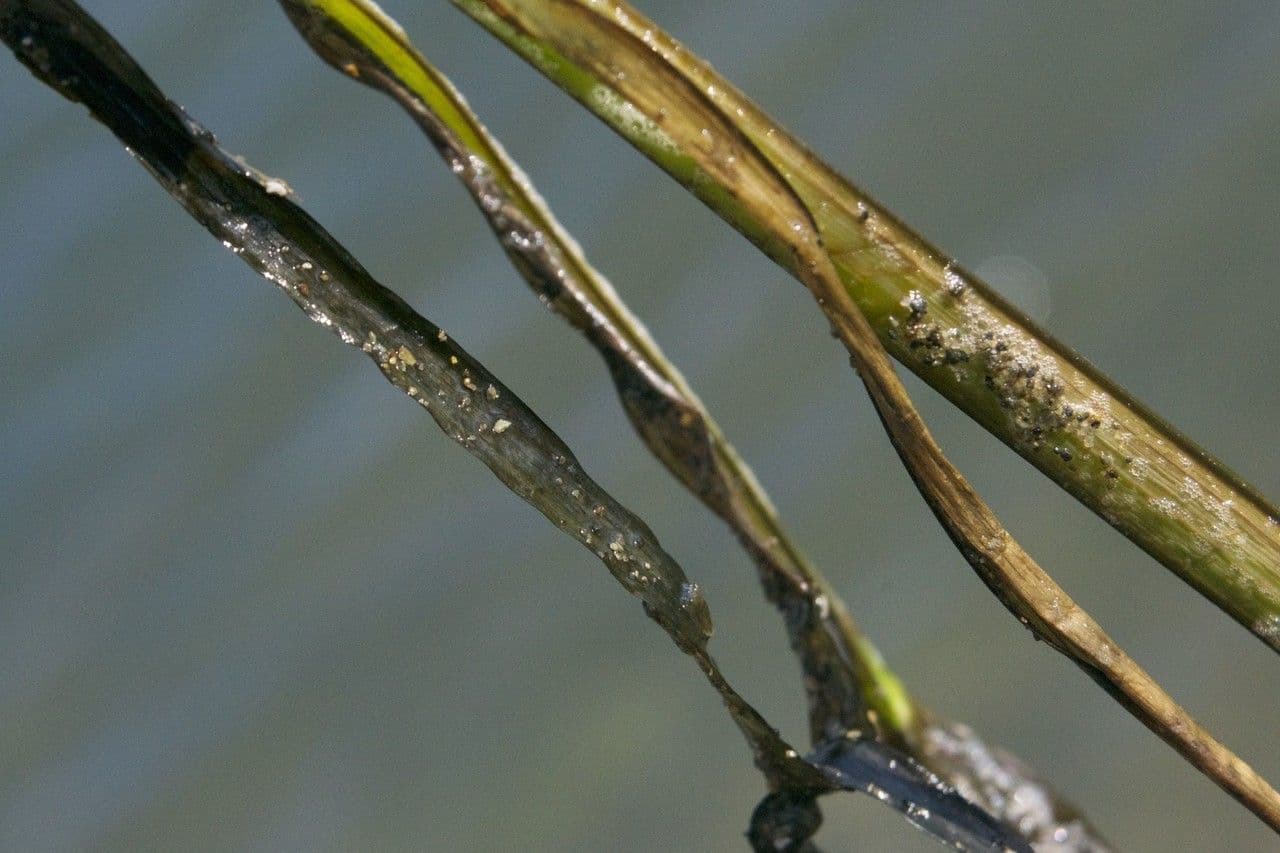 Zostera marina 19