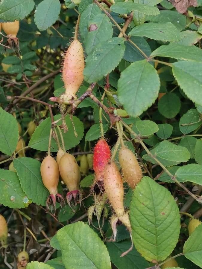 Rosa 3