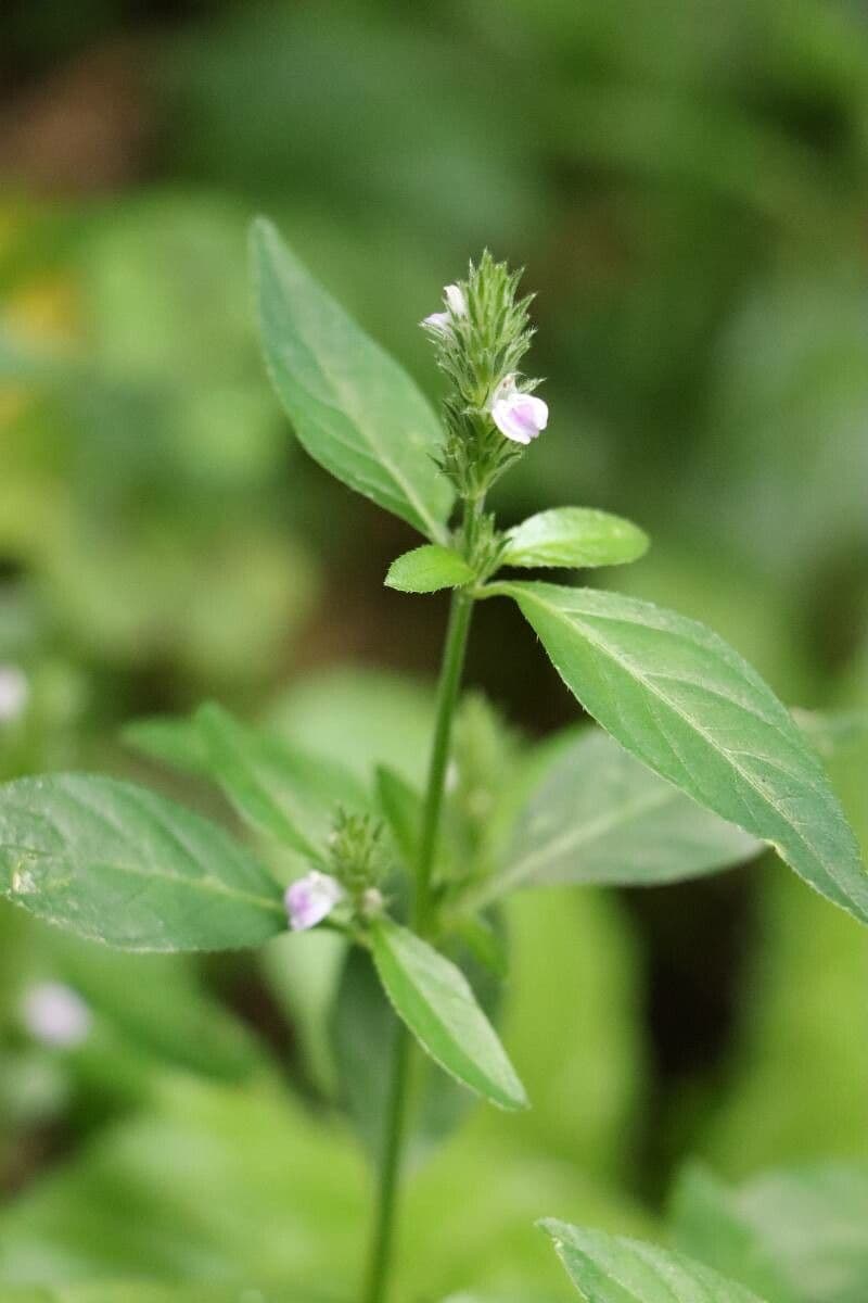 Justicia procumbens subsp. procumbens 4