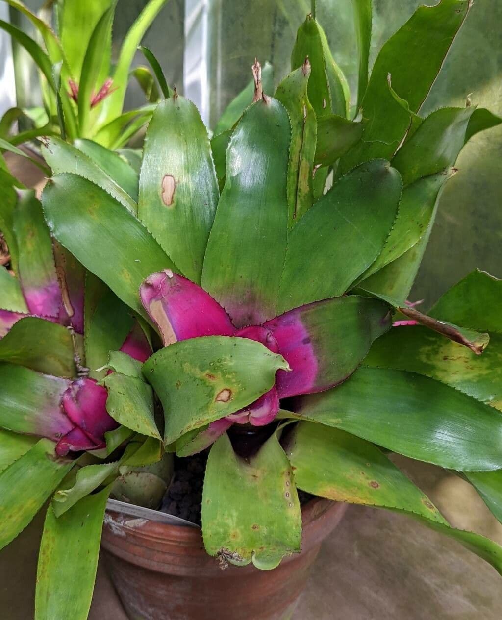 Neoregelia princeps 4