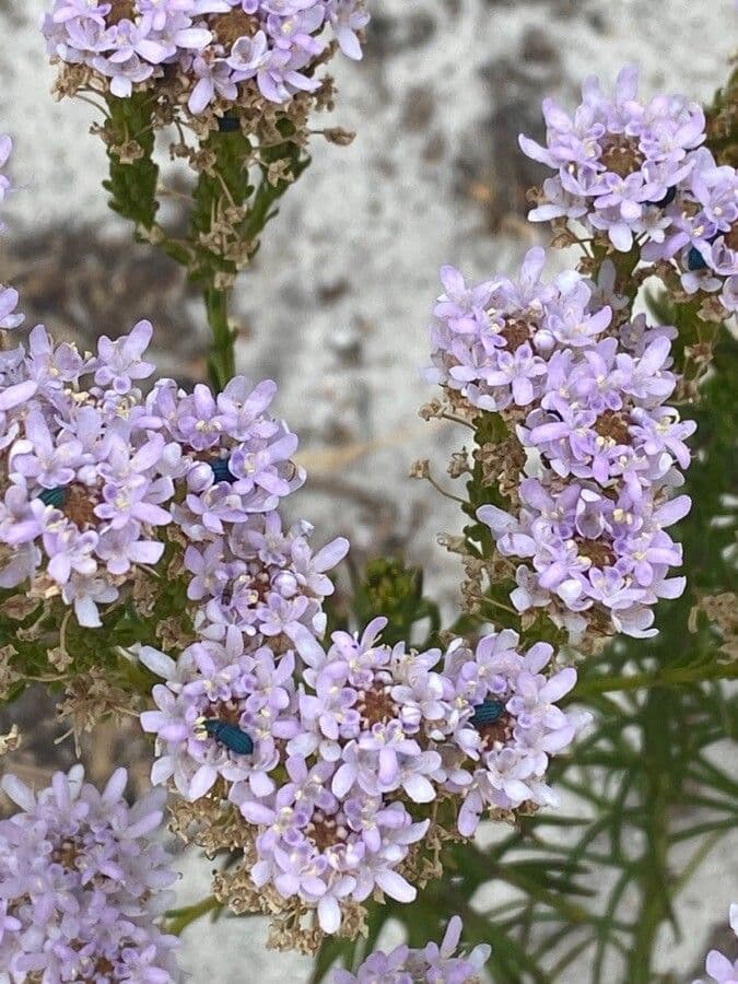 Pseudoselago spurio