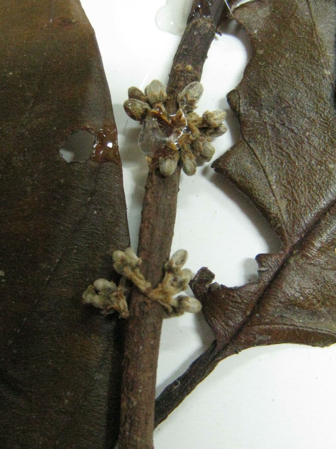 Emmotum 13