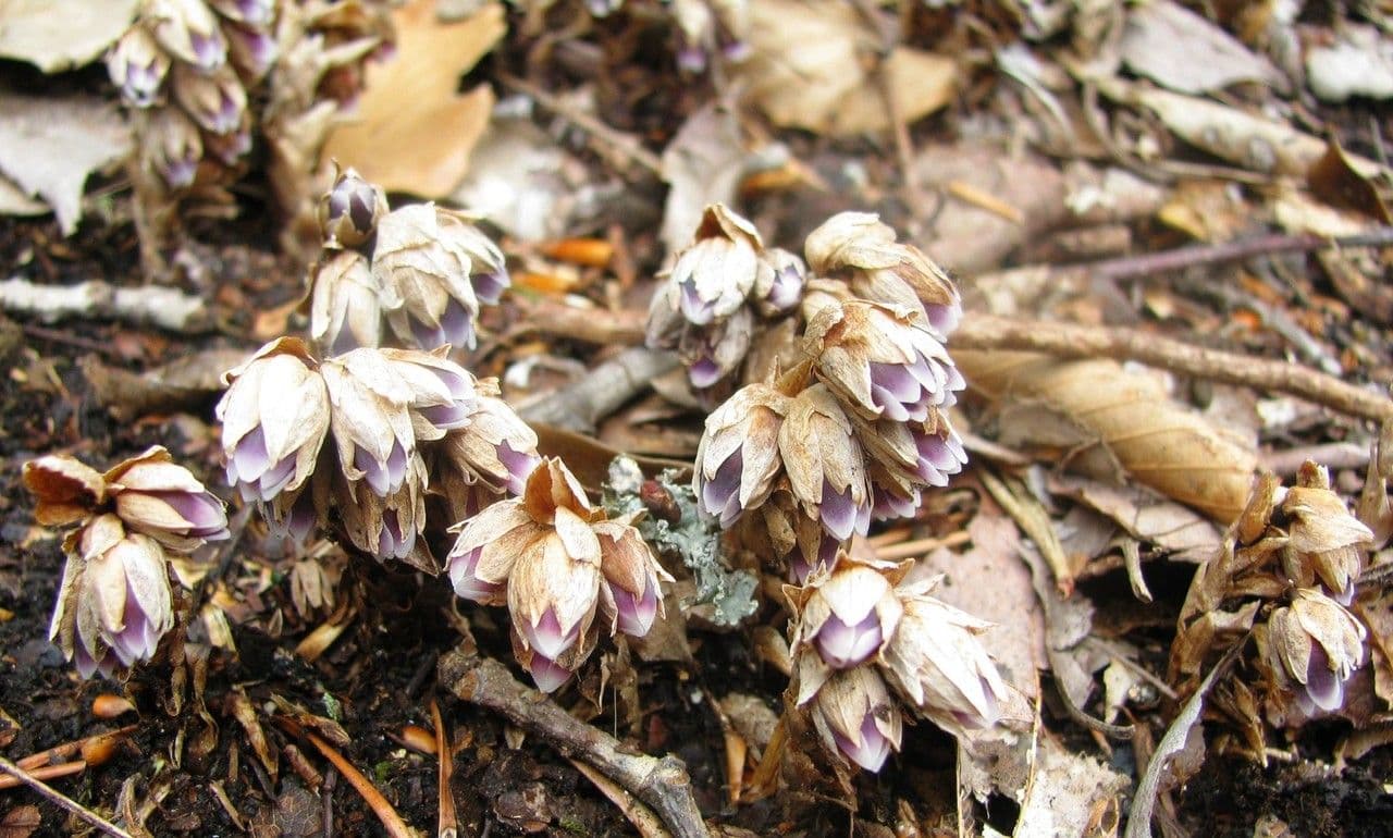 Monotropsis odorata 6