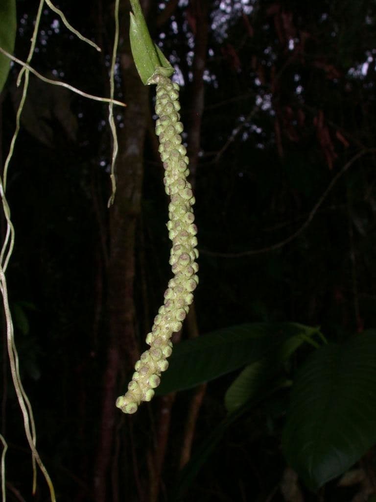 Anthurium 9