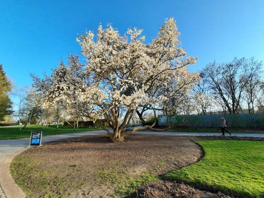 Magnolia denudata 12