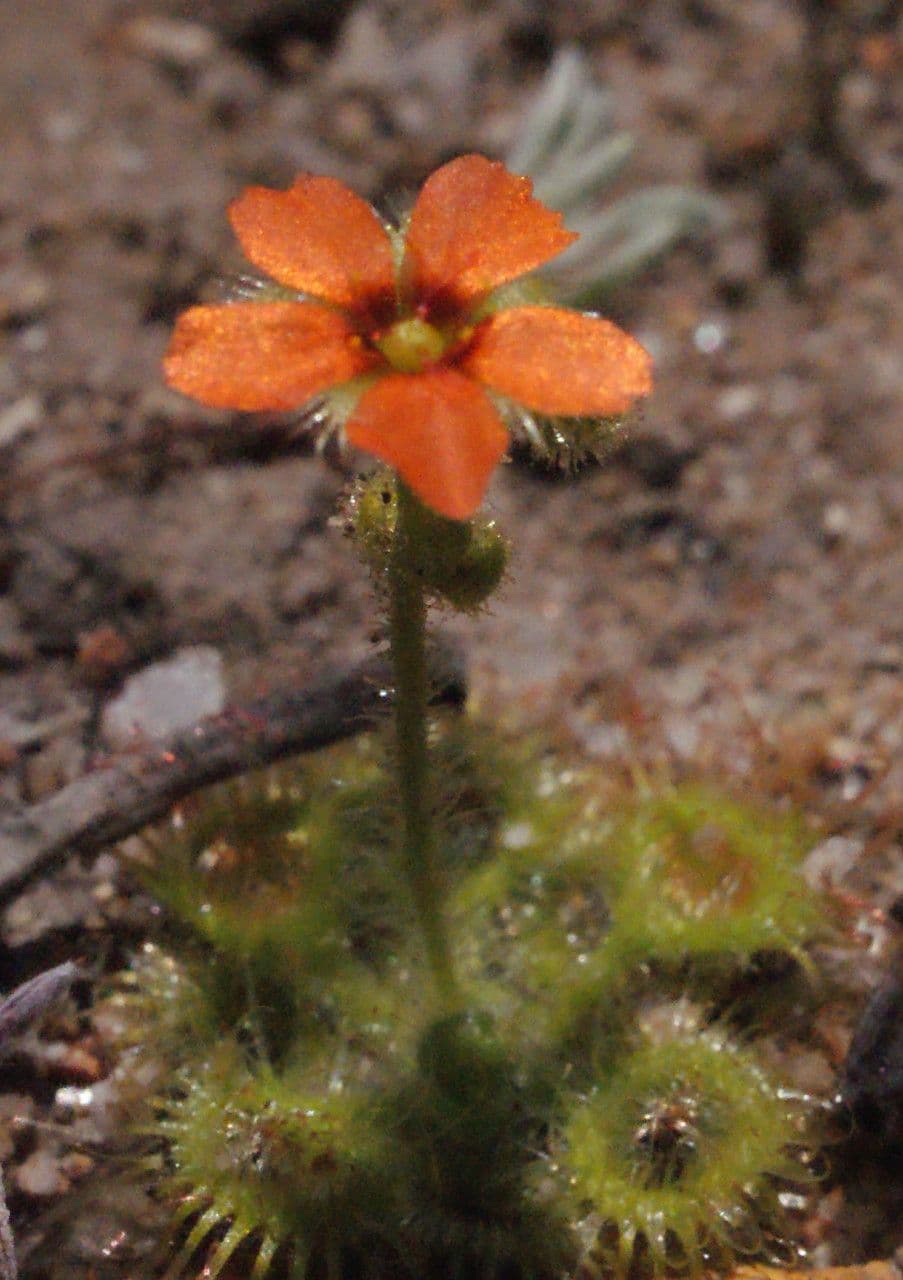 Drosera glanduligera 6