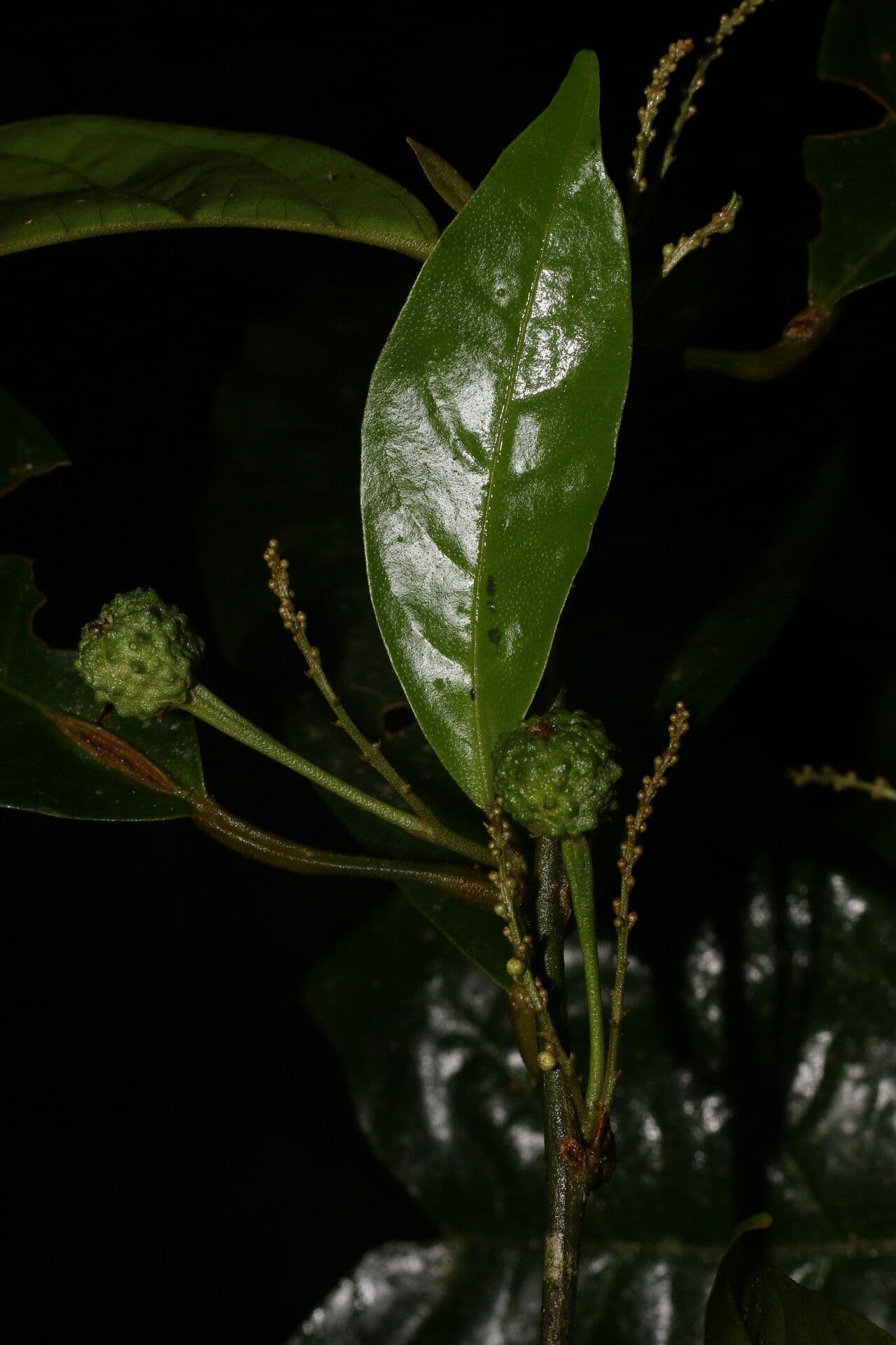 Croton 4