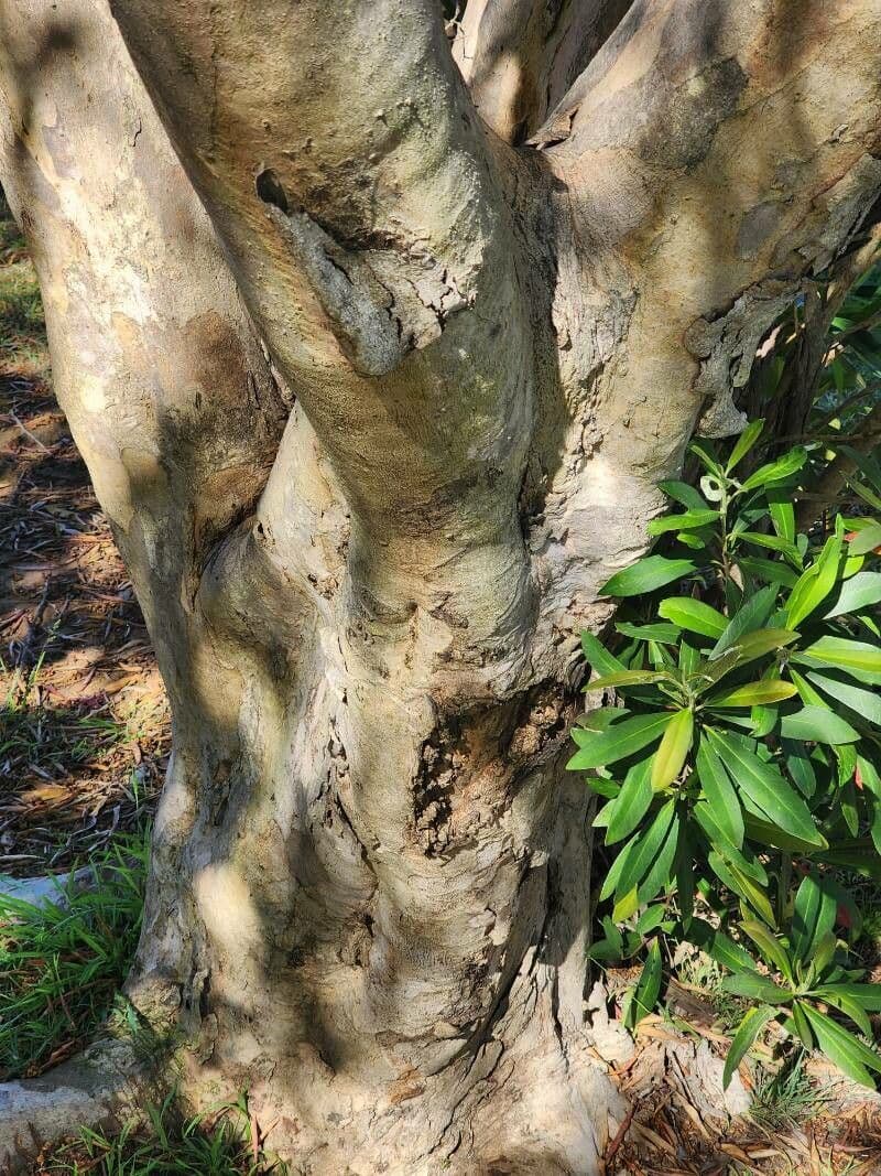 Lorbeerblättrige Tristaniopsis 16