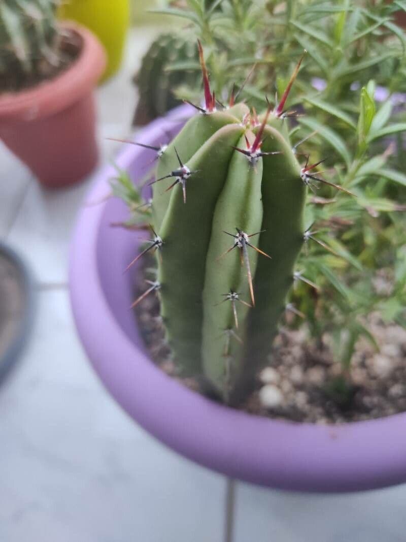 Polaskia 13