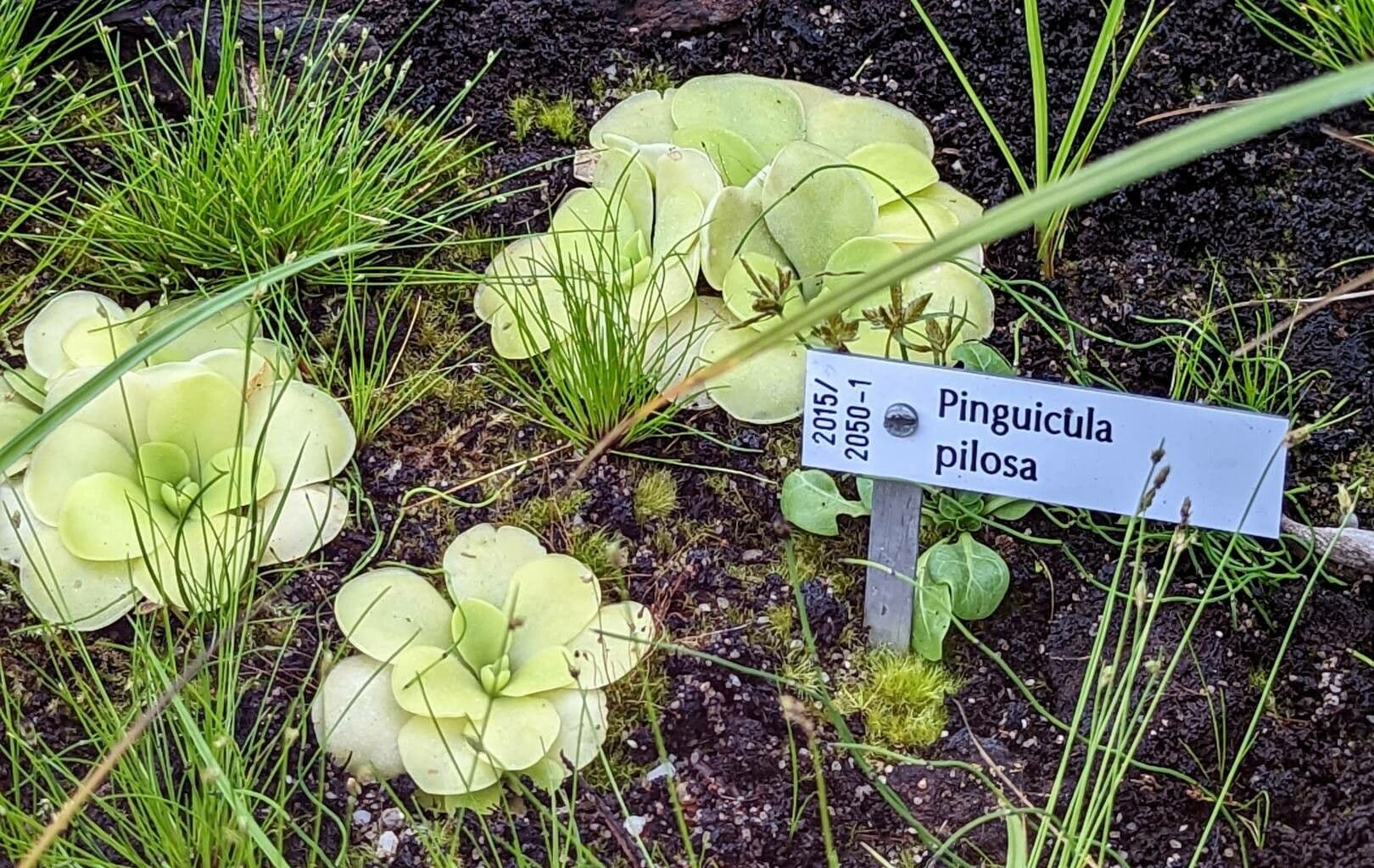 Erba unta