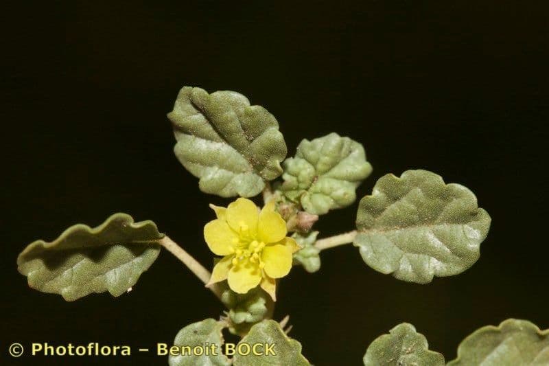 Corchorus 20