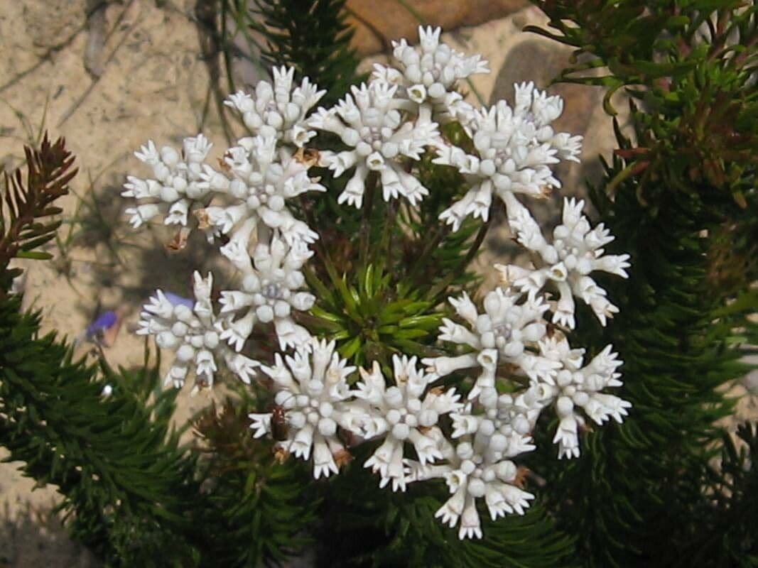 Wrzos dzwonkowaty