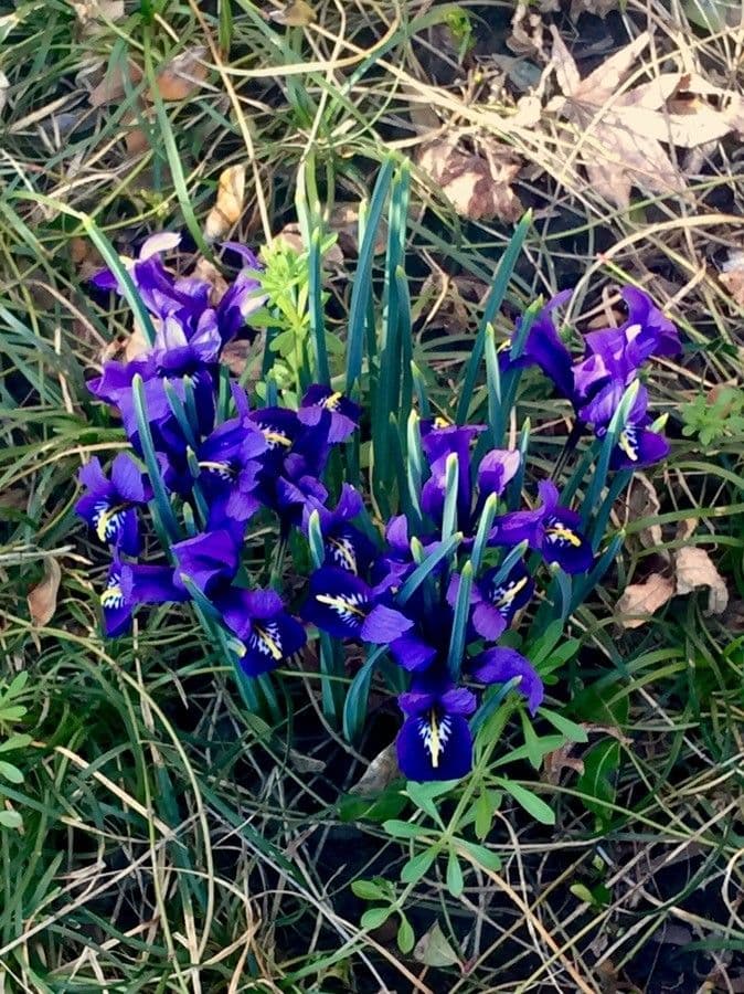Iris spuria 9