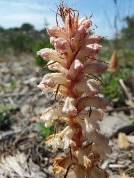 Orobanche pubescente 11