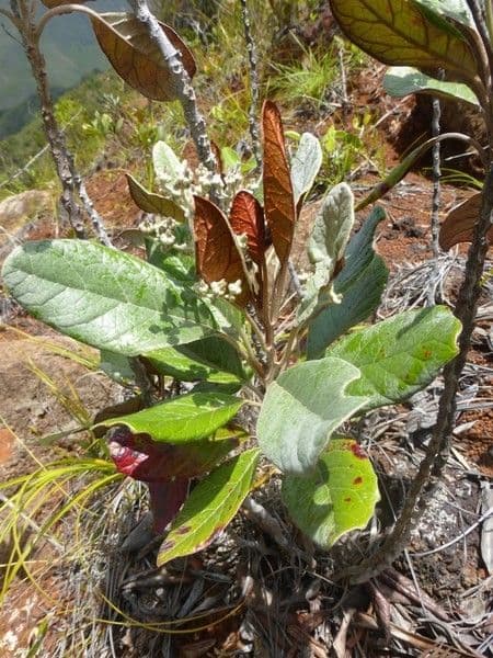 Argophyllum