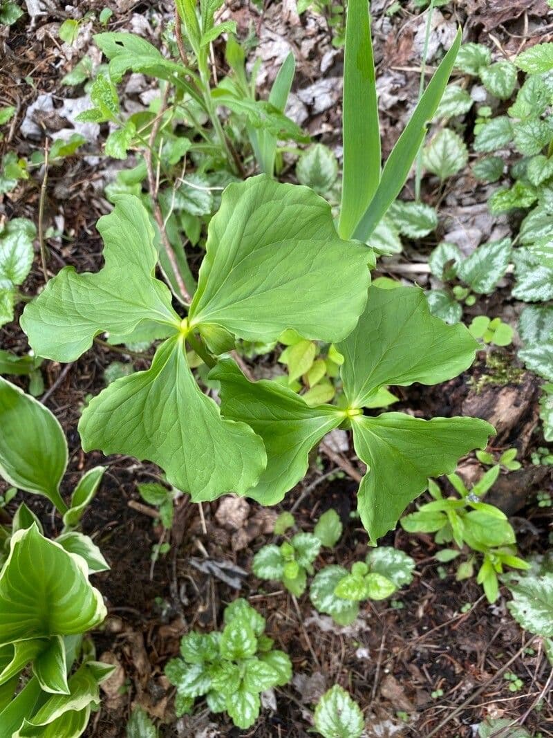 Trillium pochylone 16