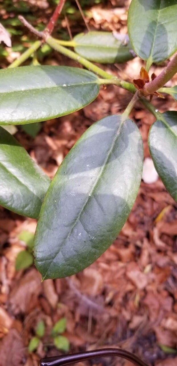 Rododendron karolínský 9