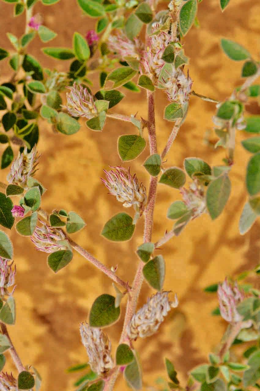 Indigofera diphylla 3