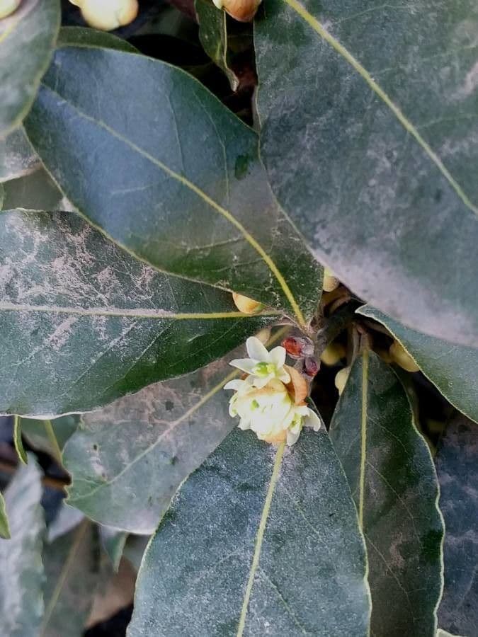 Laurel 8