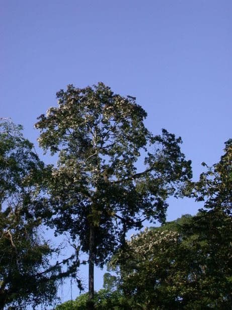 Lorito-Baum 9