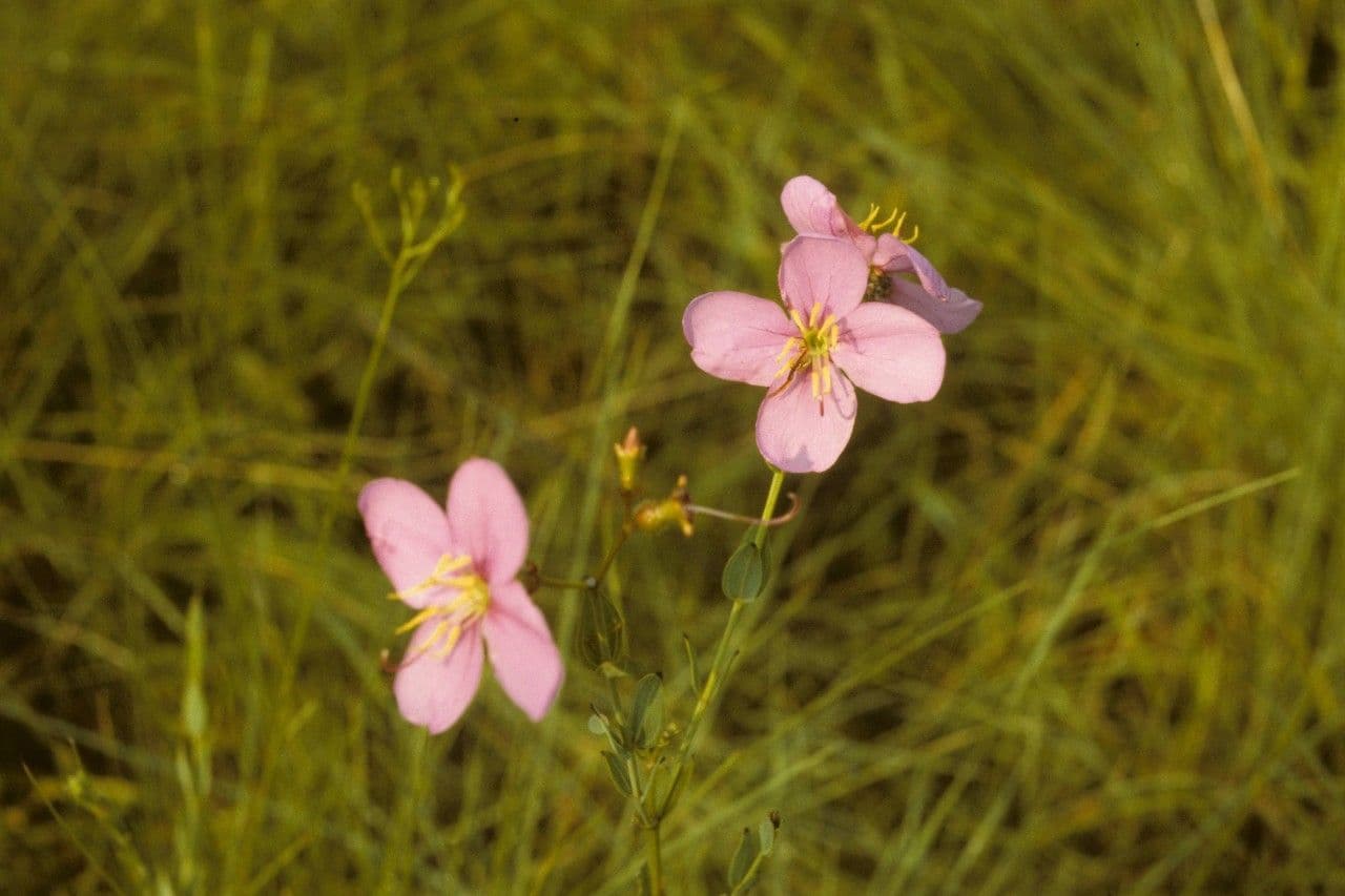 Rhexia alifana 7
