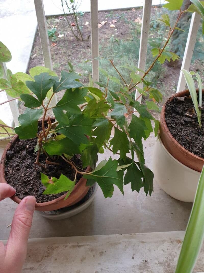 Cissus alato 18